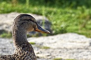 Mallard - Wild Duck