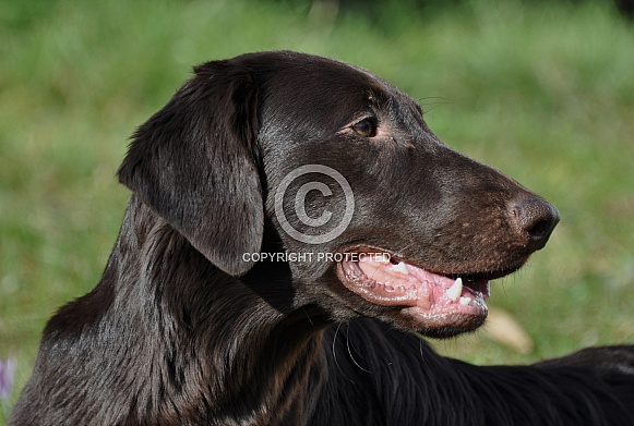 Flat Coated Retriever Flat Coated Retriever