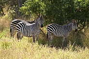 Zebras