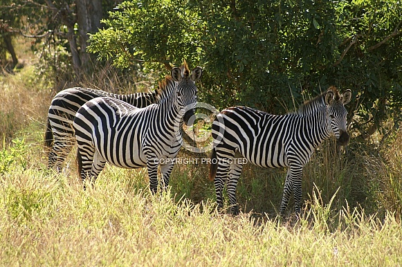 Zebras Zebras