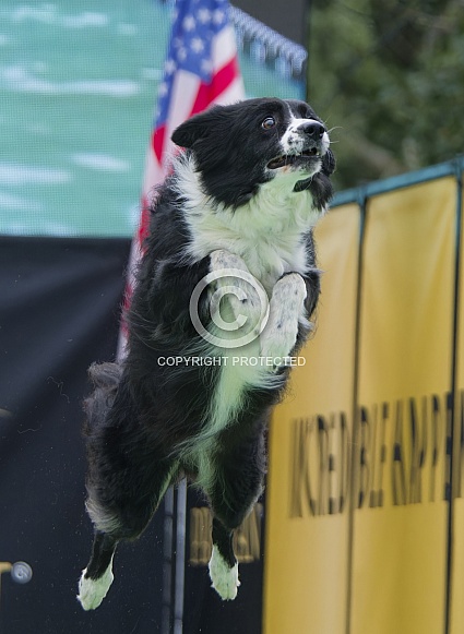 Border Collie or Australian Shepherd