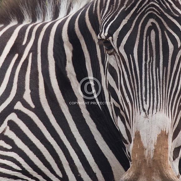 Grevy's Zebra
