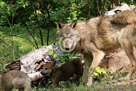 Wolf and Wolf Pups