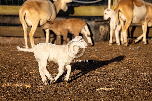 Baby sheep Lambs