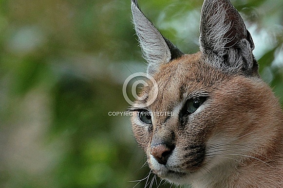 Caracal Caracal