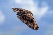 Short Eared Owl--SEO Wings Down