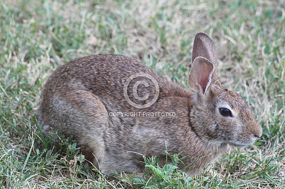 Wild Rabbit Wild Rabbit