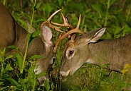 White tail deer