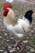 Cockerel - Rooster