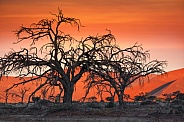 Sunset in the Namib Desert - Namibia