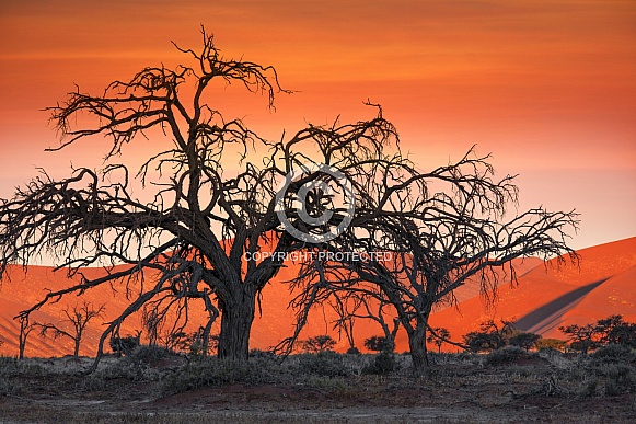 Sunset in the Namib Desert - Namibia Sunset in the Namib Desert - Namibia