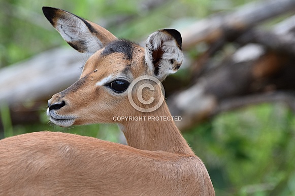 Impala lamb (Rooibok)