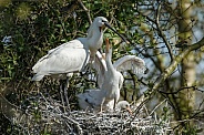 The Eurasian spoonbill