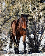 Cold creek, NV wild horse pony