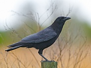 Wild Adult fish crow - Corvus ossifragus - portrait while perched on fence post