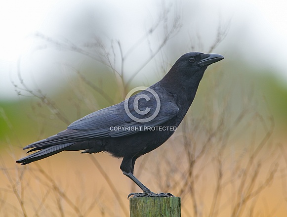 Wild Adult fish crow - Corvus ossifragus - portrait while perched on fence post Wild Adult fish crow - Corvus ossifragus - portrait while perched on fence post