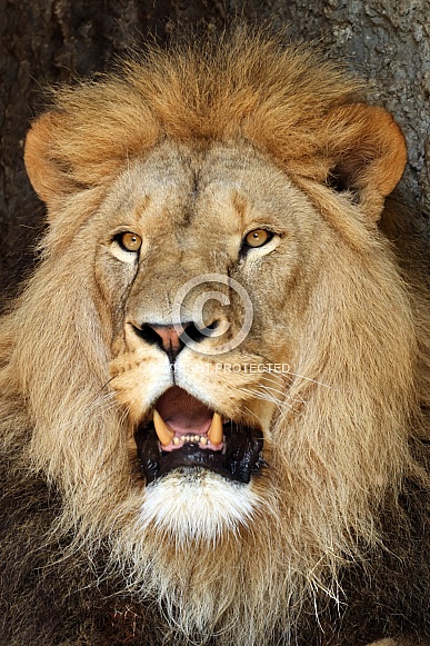 Lion (Panthera Leo)