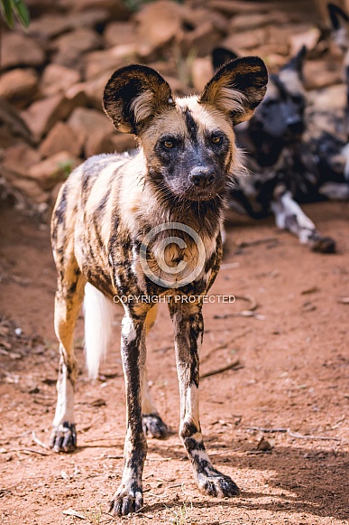 Wild dogs Wild dogs