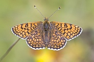Glanville fritillary