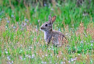 Wild Rabbit