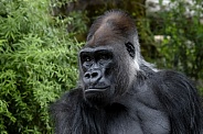 Western Lowland Gorilla