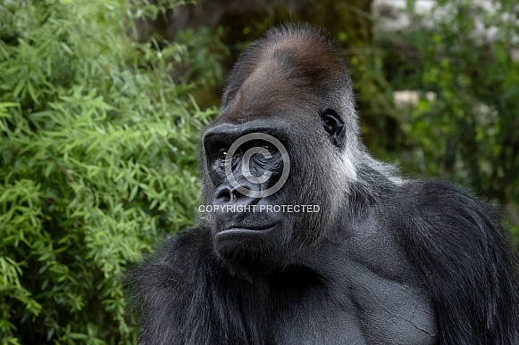 Western Lowland Gorilla Western Lowland Gorilla