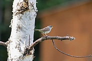 White-crowned Sparrow in a Birch Tree
