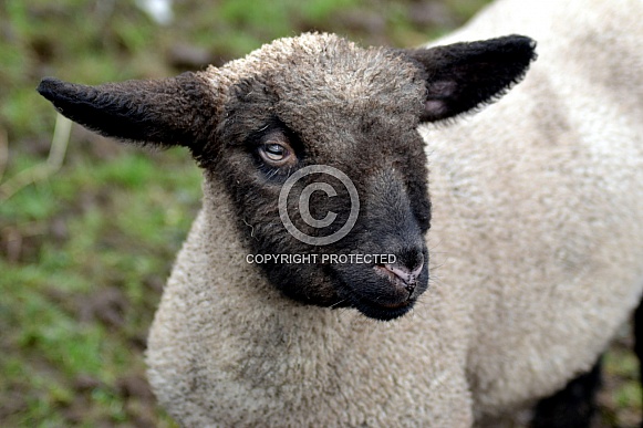 Hampshire Down Lamb