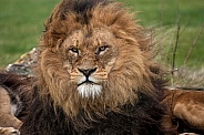 African Lion - close up