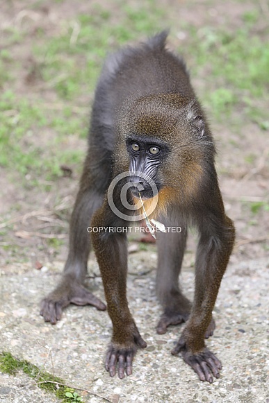 Mandrill (Mandrillus sphinx)