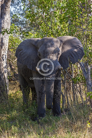 African Elephant - Loxodonta africana