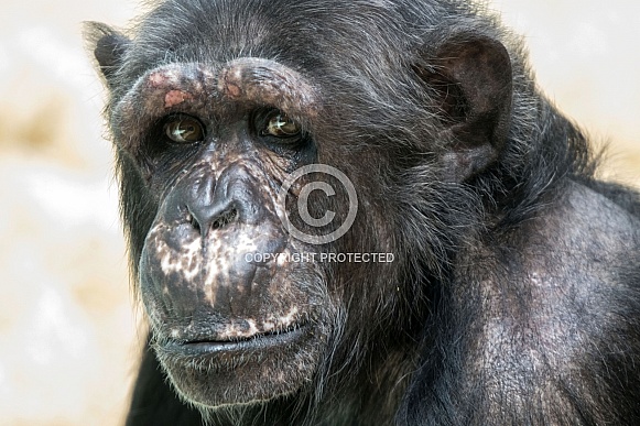 Western chimpanzee