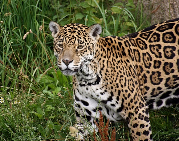 Jaguar