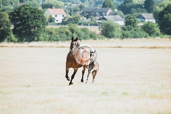 Warmblood Mare and Foal