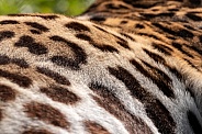 Close Up Fur Jaguar Pattern