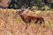 Red deer
