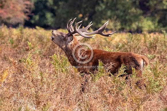 Red deer