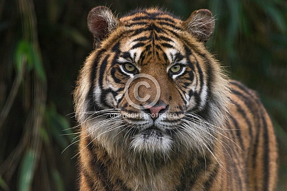 Sumatran Tiger Face Shot Front On Sumatran Tiger Face Shot Front On