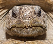 Close up view of wild Florida gopher tortoise face, eyes, nares, mouth - Gopherus polyphemus