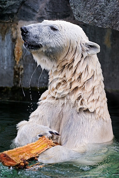 Polard Bear