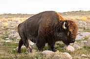 American Bison, Bison bison
