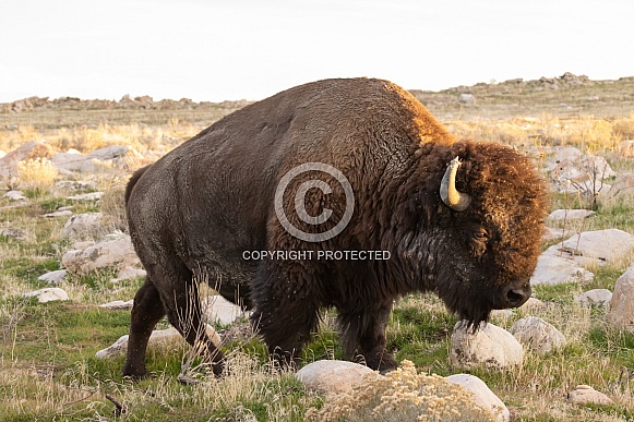 American Bison, Bison bison