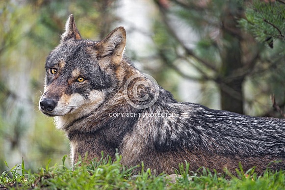 Wolf in the grass Wolf in the grass