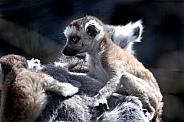 Ring-tailed lemur Baby (Lemur catta)