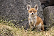 Young red fox cub in nature