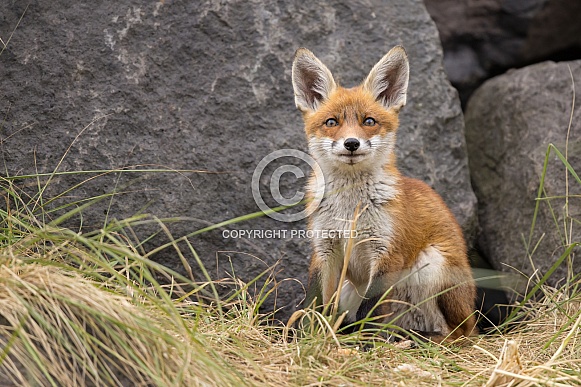 Young red fox cub in nature