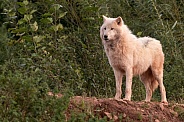Arctic Wolf Full Body Standing On Hill