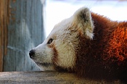 Red Panda Profile Close Up