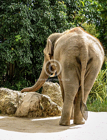 Asian Elephant Asian Elephant