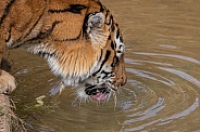 Siberian Tiger up close drinking